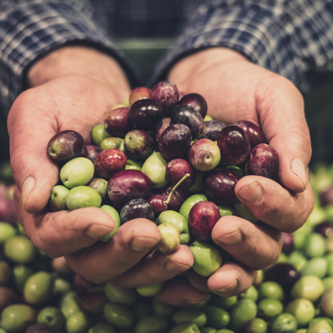 Olio d'oliva Biologico Pugliese Masseria Don Giovanni